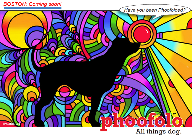 Phoofolo All Things Dog Pet Community